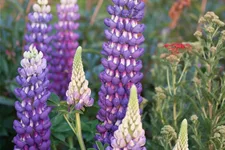 Westcountry Lupine 'Persian Slipper' 1 Liter Topf