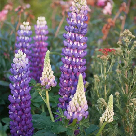 Westcountry Lupine 'Persian Slipper'