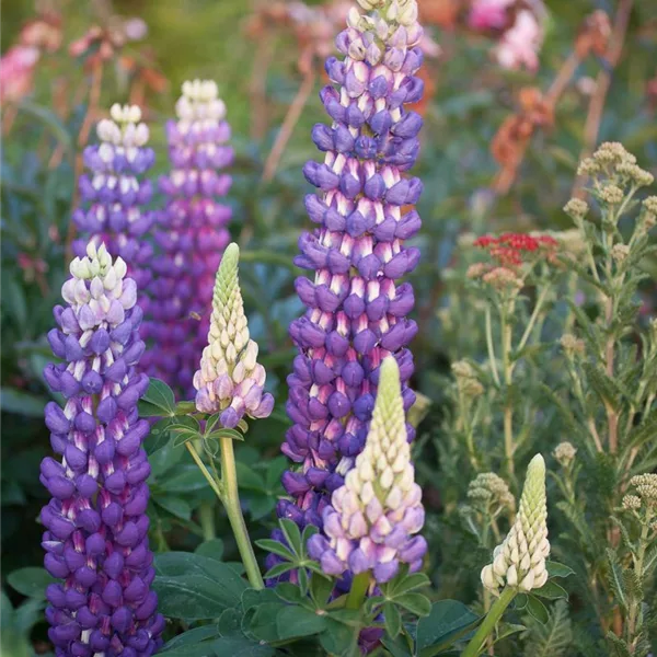 Westcountry Lupine 'Persian Slipper'