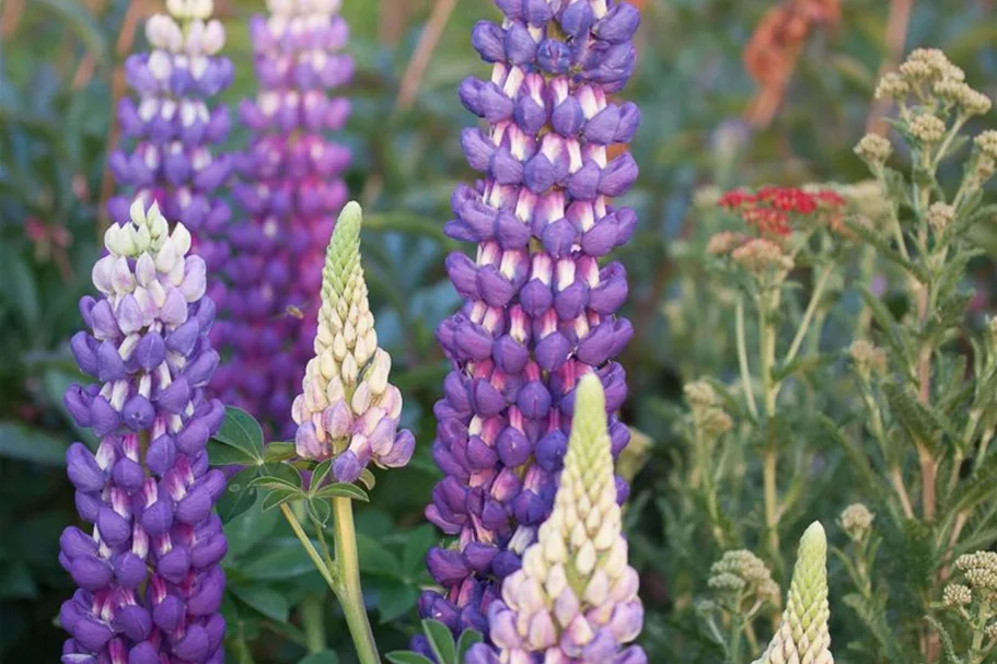 Westcountry Lupine 'Persian Slipper' 1 Liter Topf