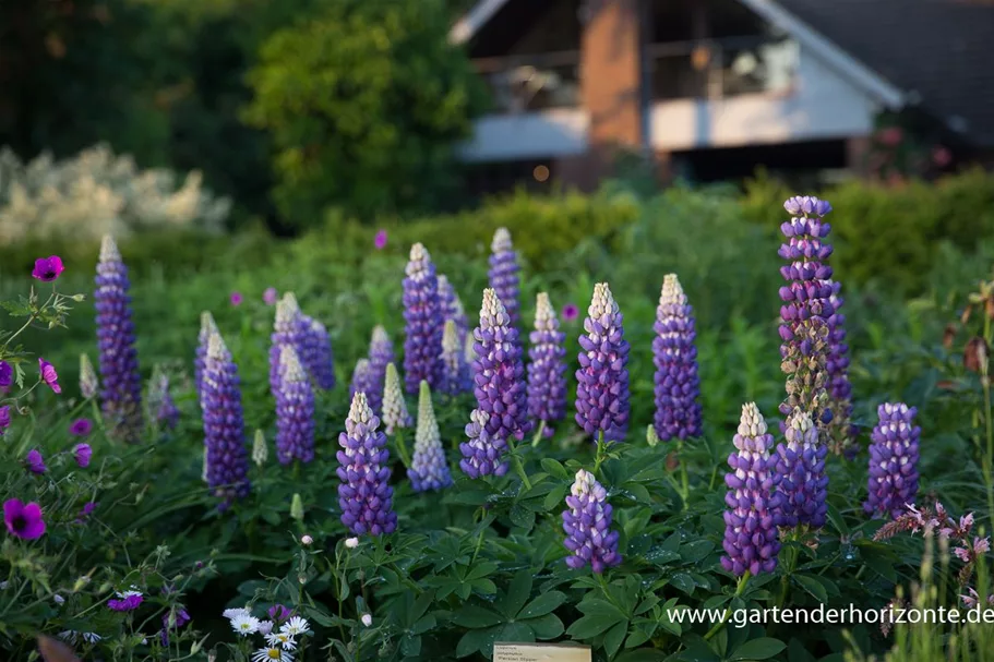 Westcountry Lupine 'Persian Slipper' 1 Liter Topf