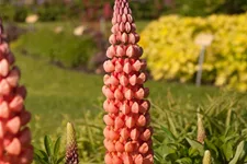 Westcountry Lupine 'Salmon Star' 1,3 Liter Topf