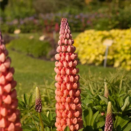 Westcountry Lupine 'Salmon Star'