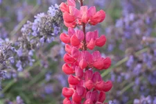 Westcountry Lupine 'Red Rum' 1 Liter Topf