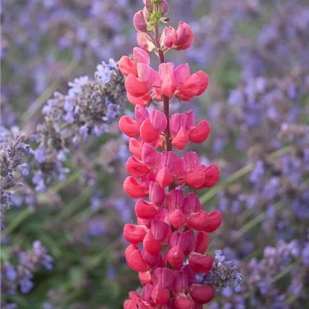 Westcountry Lupine 'Red Rum'