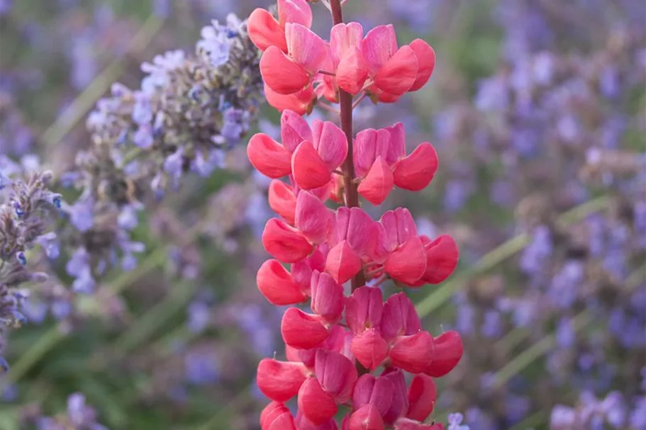 Westcountry Lupine 'Red Rum' 1 Liter Topf