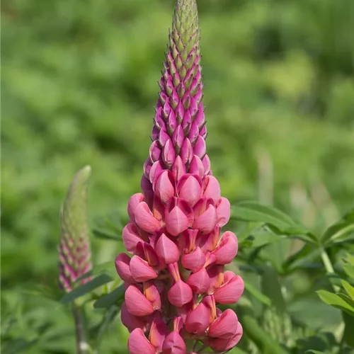 Garten-Lupine 'Towering Inferno'®