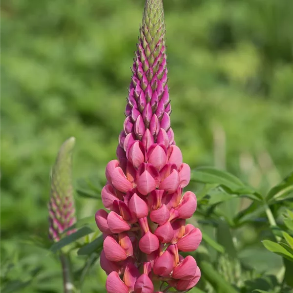 Garten-Lupine 'Towering Inferno'®