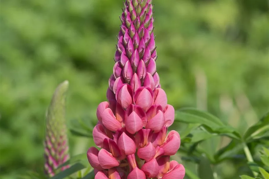 Garten-Lupine 'Towering Inferno'®