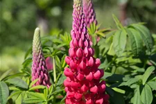 Westcountry Lupine 'Beefeater'