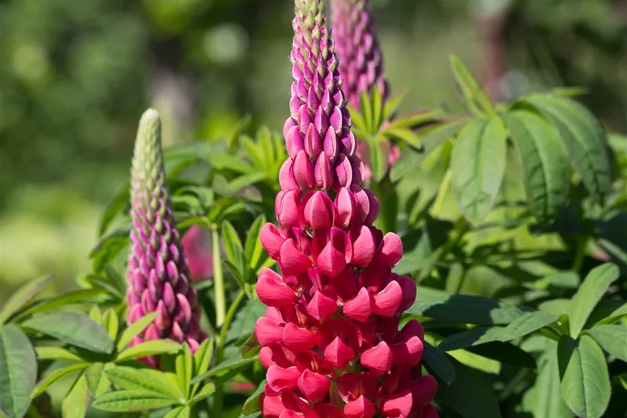 Westcountry Lupine 'Beefeater'