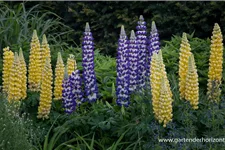 Garten-Lupine 'Desert Sun'®