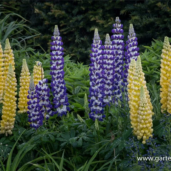 Garten-Lupine 'Desert Sun'®