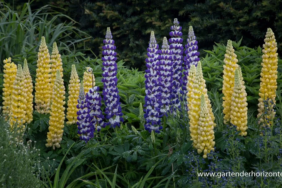 Garten-Lupine 'Desert Sun'®