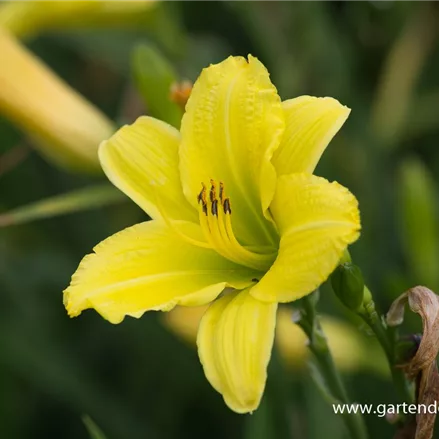 Taglilie 'Green Flutter'