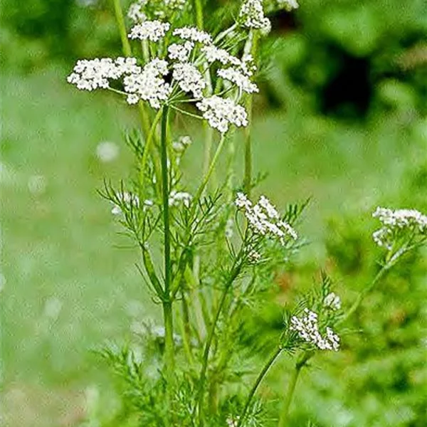 Wiesen-Kümmel 'Wiesen-Kümmel'