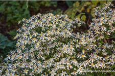 Sperrige Aster 'Tradescant' 9 x 9 cm Topf 0,5 Liter