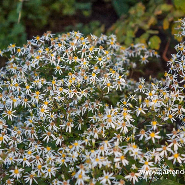 Sperrige Aster 'Tradescant'