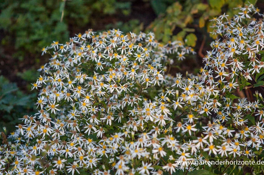 Sperrige Aster 'Tradescant' 9 x 9 cm Topf 0,5 Liter