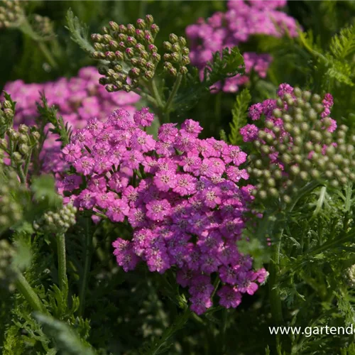 Vielblättrige Garbe 'Pink Grapefruit'