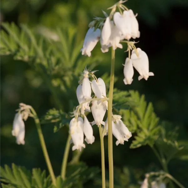 Zwergige Herzblume 'Alba'