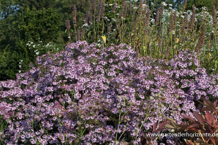 Waagerechte Aster 'Coombe Fishacre' 1 Liter Topf