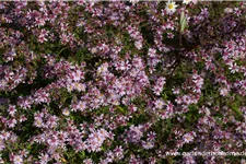 Waagerechte Aster 'Coombe Fishacre' 1 Liter Topf