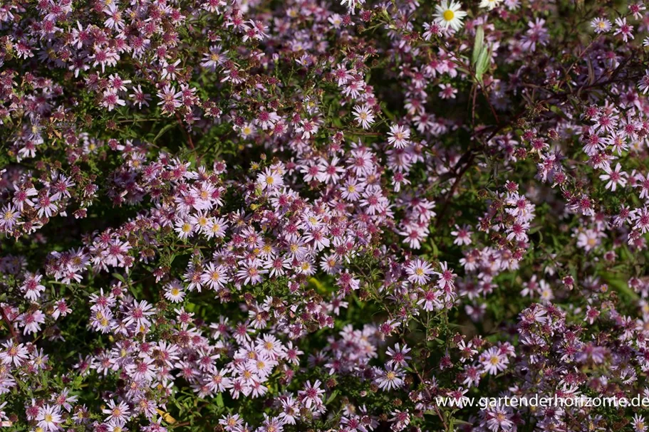 Waagerechte Aster 'Coombe Fishacre' 1 Liter Topf