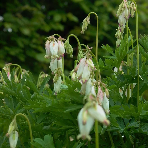 Zwergige Herzblume 'Aurora'