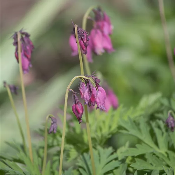 Zwergige Herzblume 'Zwergige Herzblume'