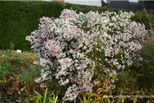 Waagerechte Aster 'Chloe' 1 Liter Topf