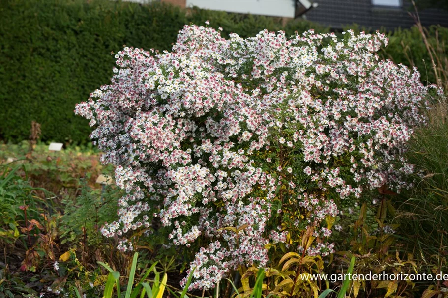 Waagerechte Aster 'Chloe' 1 Liter Topf