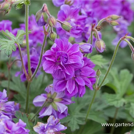 Wiesen-Storchschnabel 'Plenum Violaceum'