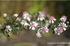 Waagerechte Aster 'Lady in Black' 1 Liter Topf