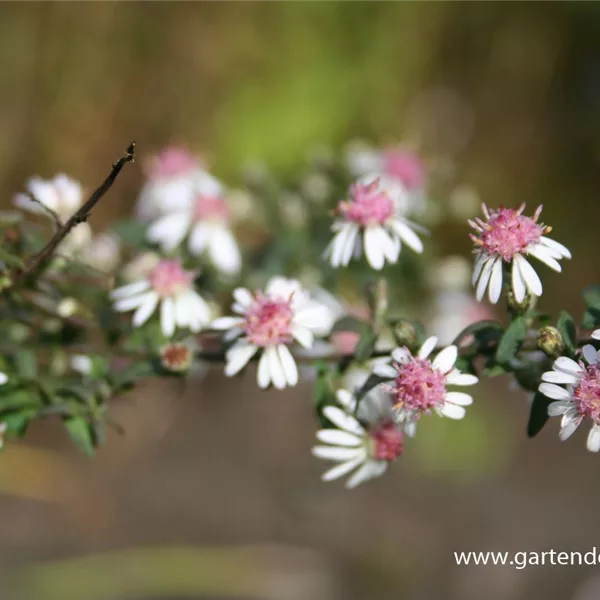 Waagerechte Aster 'Lady in Black'