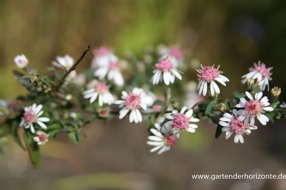 Waagerechte Aster 'Lady in Black' 1 Liter Topf