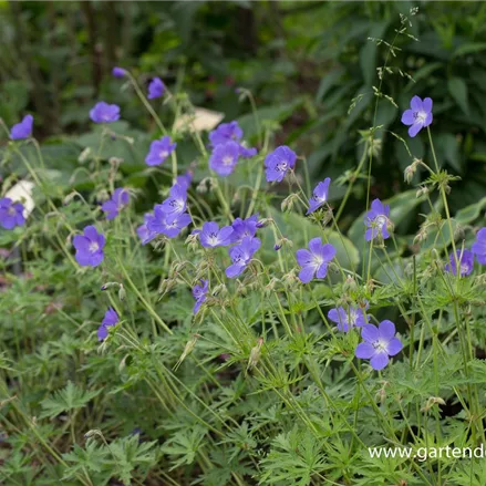 Wiesen-Storchschnabel 'Brookside'