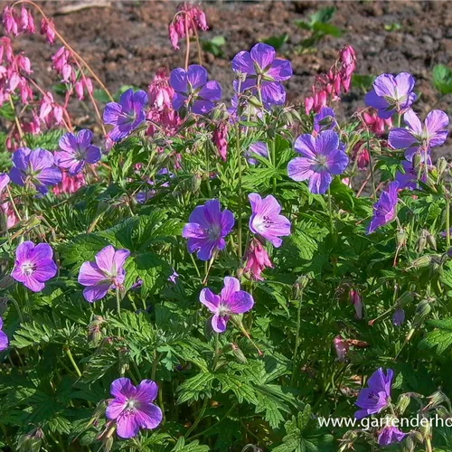 Wiesen-Storchschnabel 'Johnson'