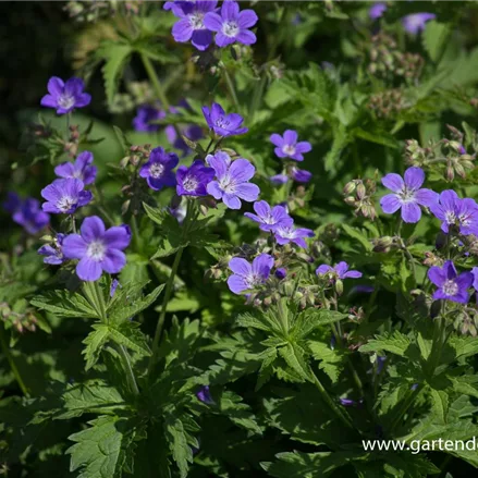 Wald-Storchschnabel 'Mayflower'