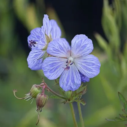 Wiesen-Storchschnabel 'Striatum'