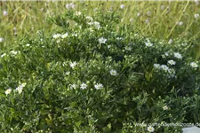 Wild-Aster 'Ashvi' 9 x 9 cm Topf 0,5 Liter