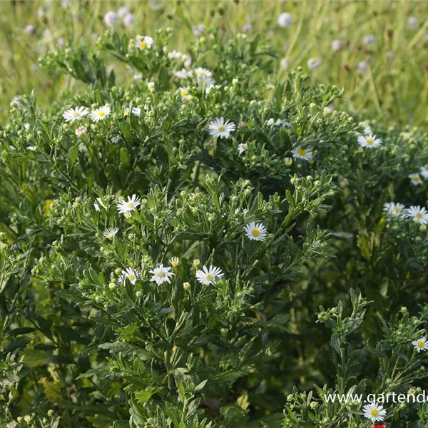 Wild-Aster 'Ashvi'