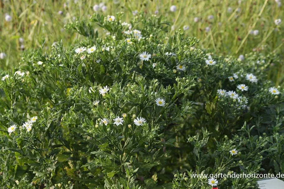 Wild-Aster 'Ashvi' 9 x 9 cm Topf 0,5 Liter