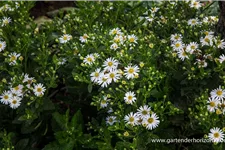 Wild-Aster 'Starshine' 9 x 9 cm Topf 0,5 Liter