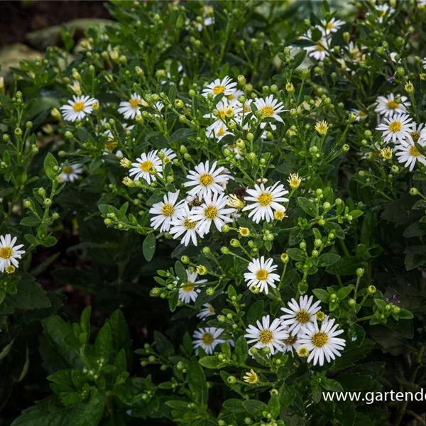 Wild-Aster 'Starshine'