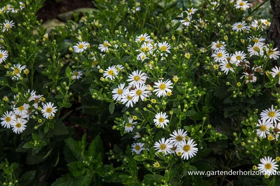 Wild-Aster 'Starshine' 9 x 9 cm Topf 0,5 Liter