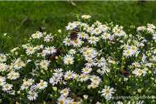 Wild-Aster 'Starshine' 9 x 9 cm Topf 0,5 Liter