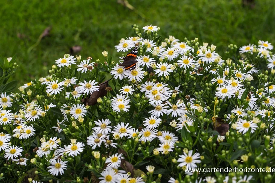 Wild-Aster 'Starshine' 9 x 9 cm Topf 0,5 Liter