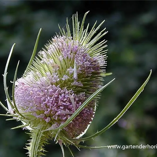 Wilde Karde 'Wilde Karde'