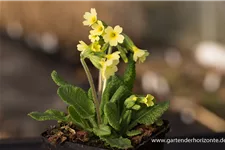 Hohe Schlüsselblume 9 x 9 cm Topf 0,5 Liter